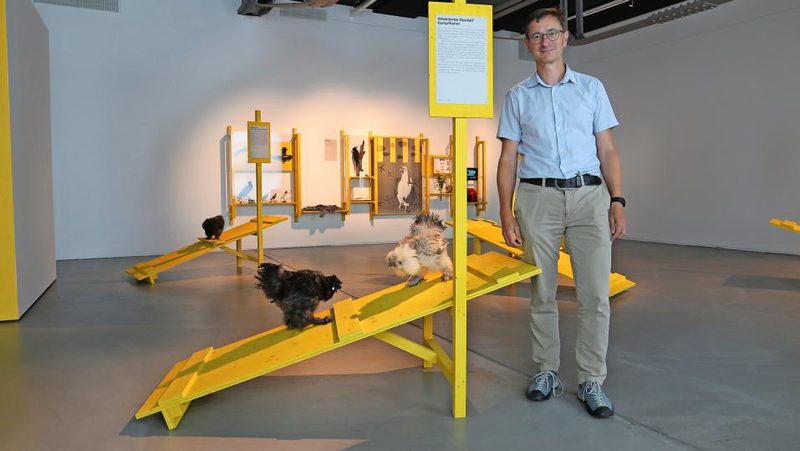 Ausstellung «Hühner. Unterschätztes Federvieh»