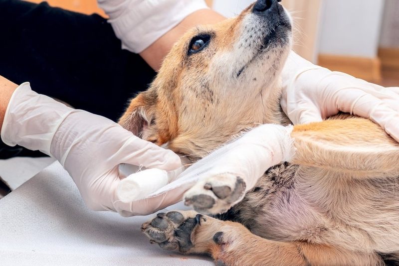 Hund versichern oder Glücksspiel wagen?