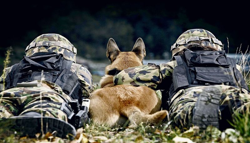 Hund im Militär
