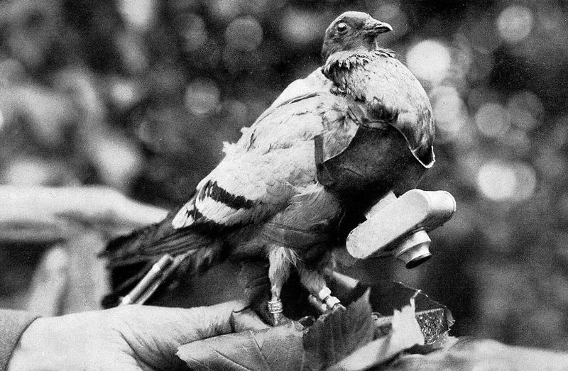 Brieftauben wurden im Ersten Weltkrieg mit Kameras zur Luftaufklärung ausgestattet.