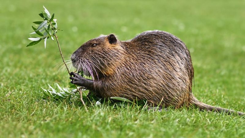 Nutria
