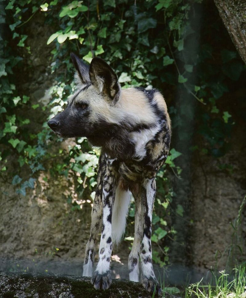 Afrikanischer Wildhund im Zoo Basel.
