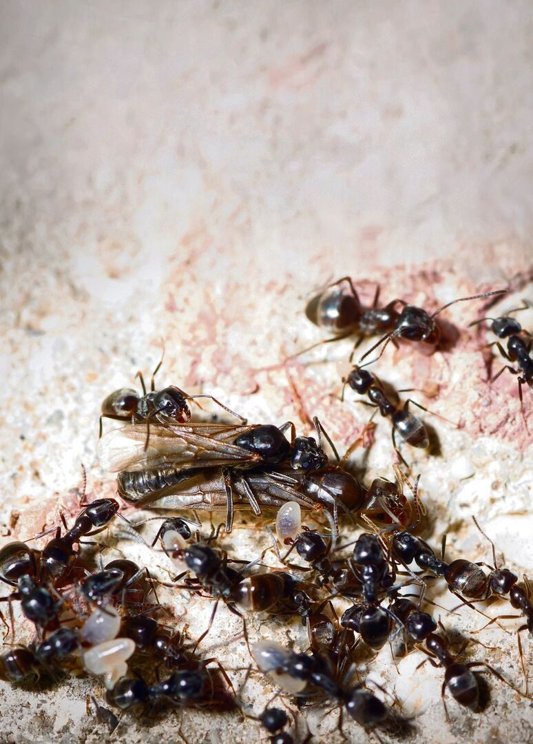 schwarze invasion