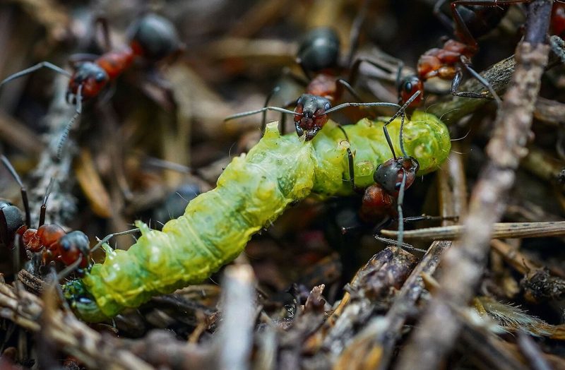 Nebst Honigtau gehören Insekten auf die Speiseliste von Waldameisen.