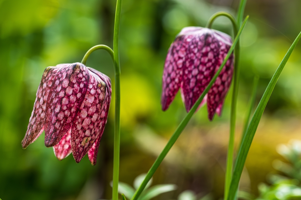 Die Schachbrettblume blüht von April bis Mai mit gemusterten Glockenblüten, wird im frühen Herbst gepflanzt und bevorzugt sonnige bis halbschattige, feuchte Standorte.