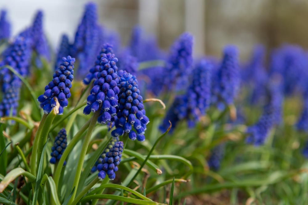 Traubenhyazinthen blühen von März bis Mai in Blau oder Violett, werden im Herbst (bis November) an sonnigen bis halbschattigen Plätzen gepflanzt und vermehren sich zuverlässig von selbst.