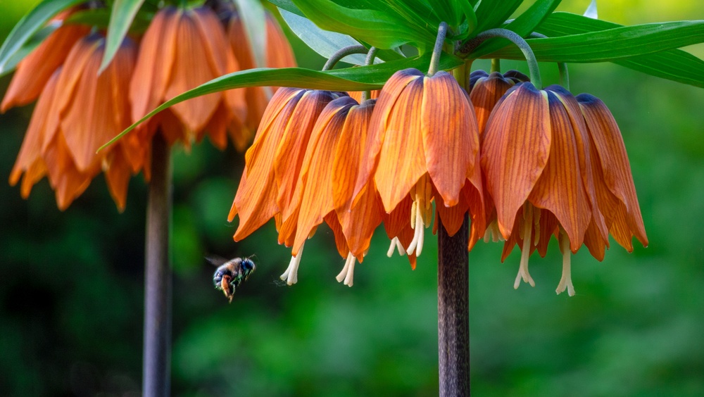 Die imposante Kaiserkrone blüht von April bis Mai, wird idealerweise im Spätsommer bis Herbst an sonnigen bis halbschattigen, windgeschützten Plätzen gepflanzt und bildet auffällige, farbige Glockenblüten.