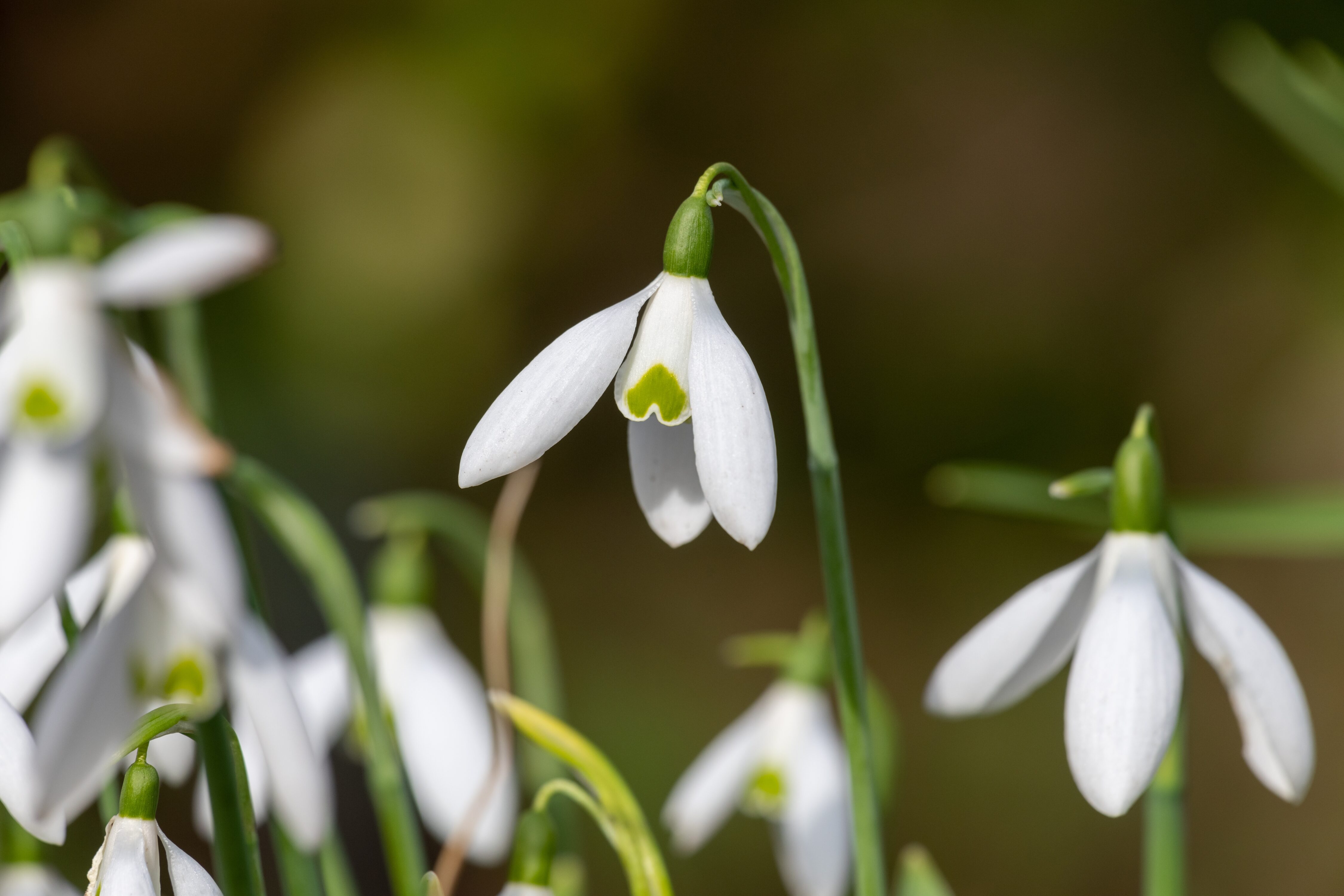 Schneeglöckchen blühen von Januar bis März als frühe Insektennahrung und werden im Herbst (ideal bis Ende Oktober) an halbschattigen bis sonnigen Plätzen unter Gehölzen gepflanzt, wo sie sich mit den Jahren zu grossen Beständen ausbreiten.