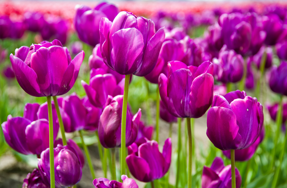 Tulpen blühen von März bis Mai, werden von Oktober bis November an sonnigen Plätzen mit durchlässigem Boden gepflanzt und bieten durch ihre enorme Vielfalt ein farbenprächtiges Frühlingsbild.