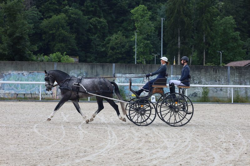 Grosse Vielfalt an Pferderassen auf kleinem Raum