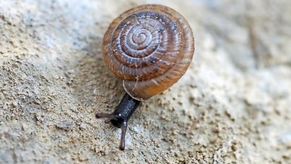 Die Nidwaldner Haarschnecke ist eine Innerschweizer Spezialität.