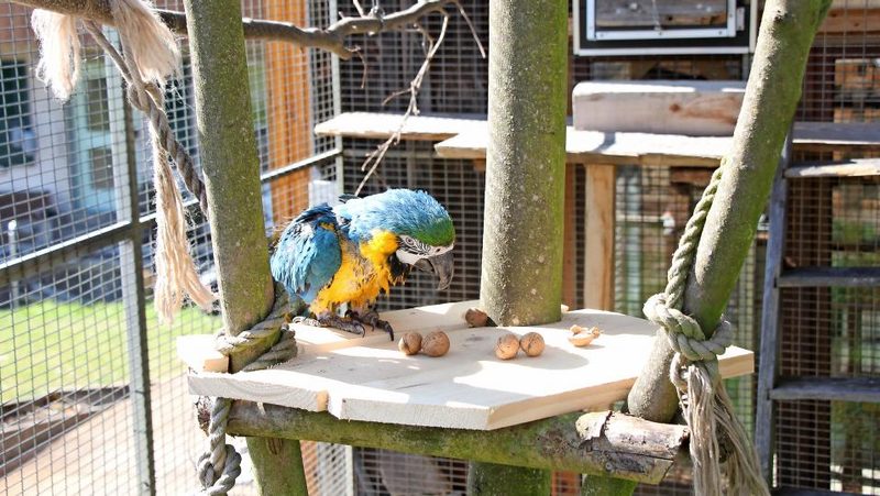 Gelbbrustara spielt mit Nüssen