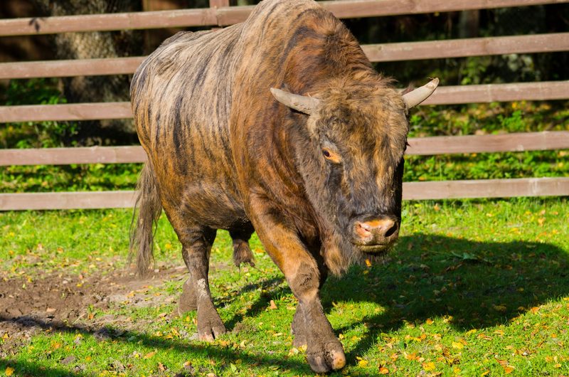 Diese faszinierenden Hybride existieren tatsächlich: Liger, Zesel, Wolphin usw.