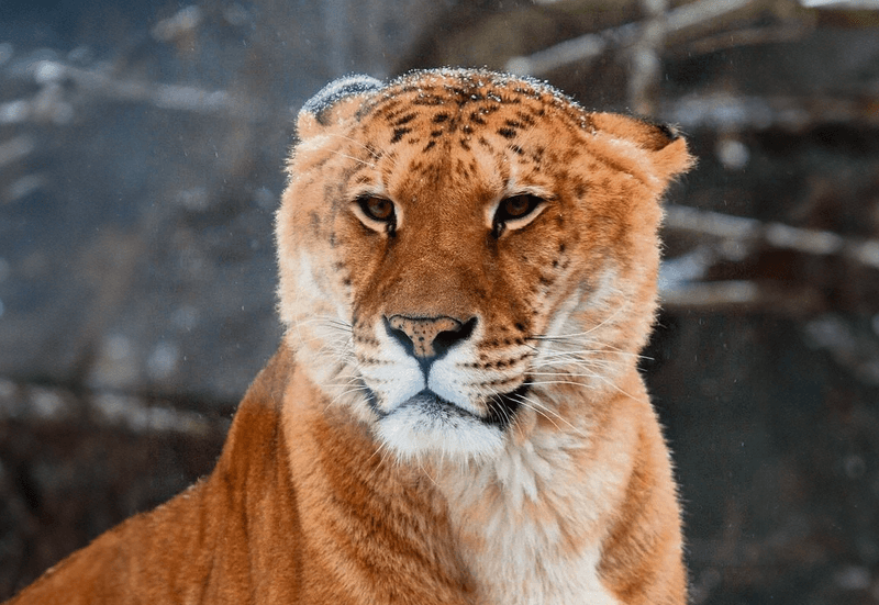 Diese faszinierenden Hybride existieren tatsächlich: Liger, Zesel, Wolphin usw.