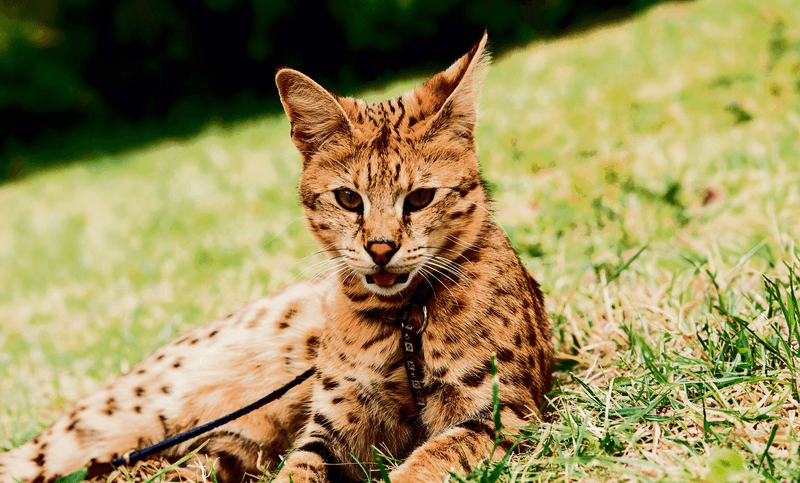 Diese faszinierenden Hybride existieren tatsächlich: Liger, Zesel, Wolphin usw.