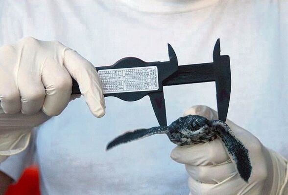 Schildkröte