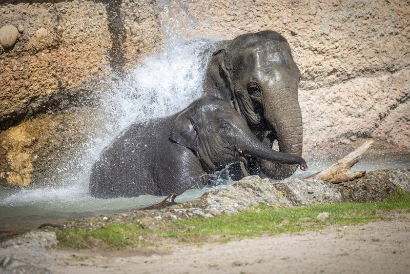 Zoo Zürich hofft im 2023 auf Nachwuchs bei bedrohten Tierarten