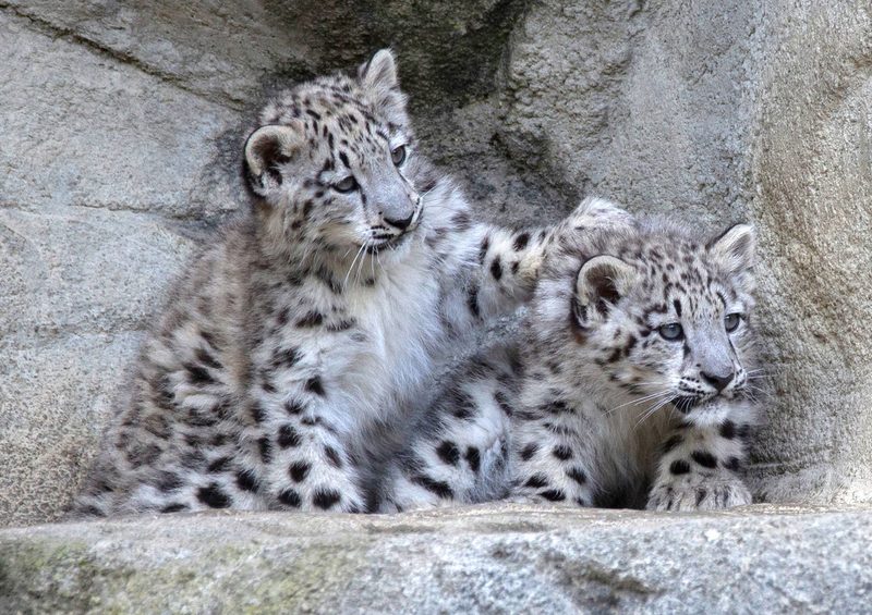 Zoo Zürich hofft im 2023 auf Nachwuchs bei bedrohten Tierarten