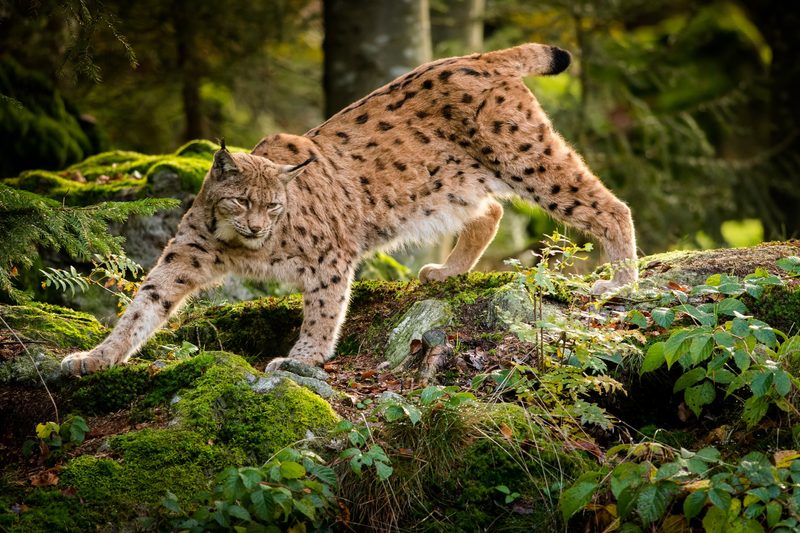 Junger Luchs von Auto getötet