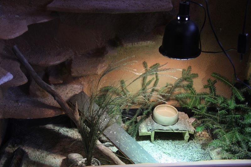 Chinesische Zwergwachtel: Bodenbewohner mit Ansprüchen