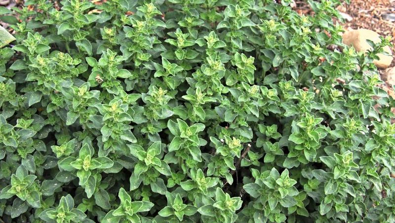 Oregano