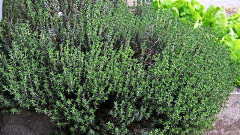 Thymian