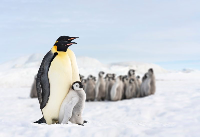 Pinguine fühlen sich nicht nur im antarktischen Eis wohl