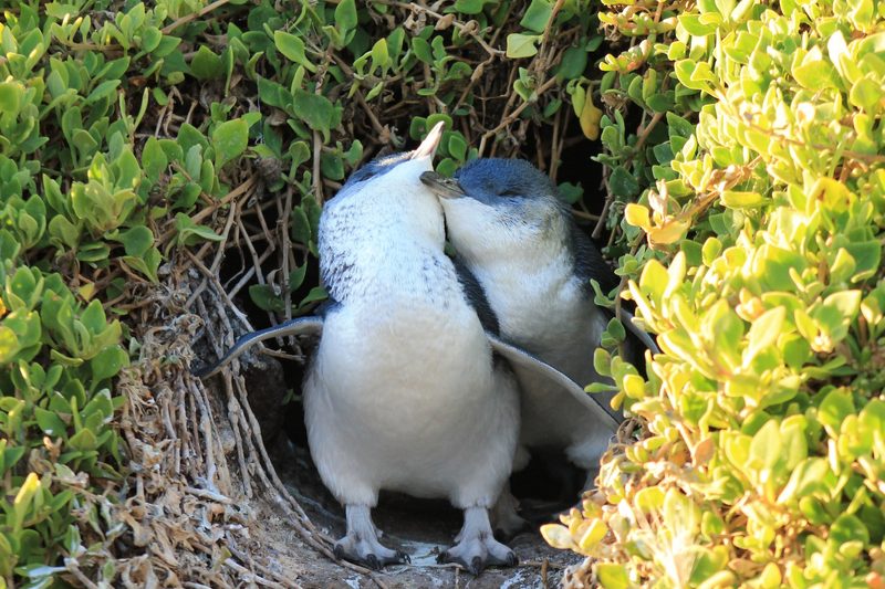 Pinguine fühlen sich nicht nur im antarktischen Eis wohl