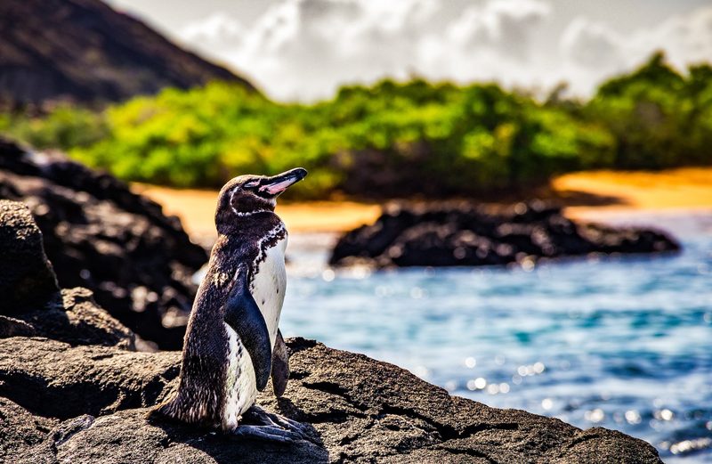 Pinguine fühlen sich nicht nur im antarktischen Eis wohl