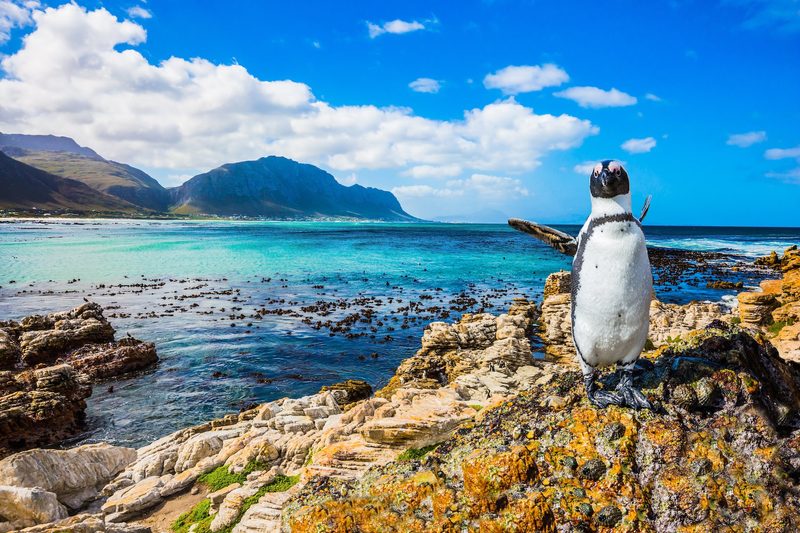 Pinguine fühlen sich nicht nur im antarktischen Eis wohl