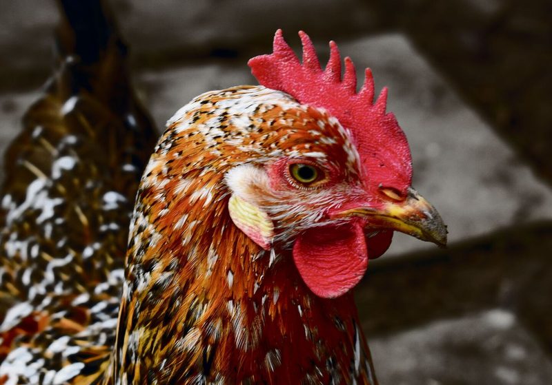 Huhn
