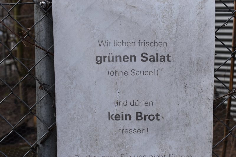 Private Hühnerhaltung in Zürich: Wie zwölf Hennen ein städtisches Quartier bereichern