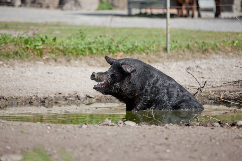 Das einst verloren geglaubte Schwarze Alpenschwein