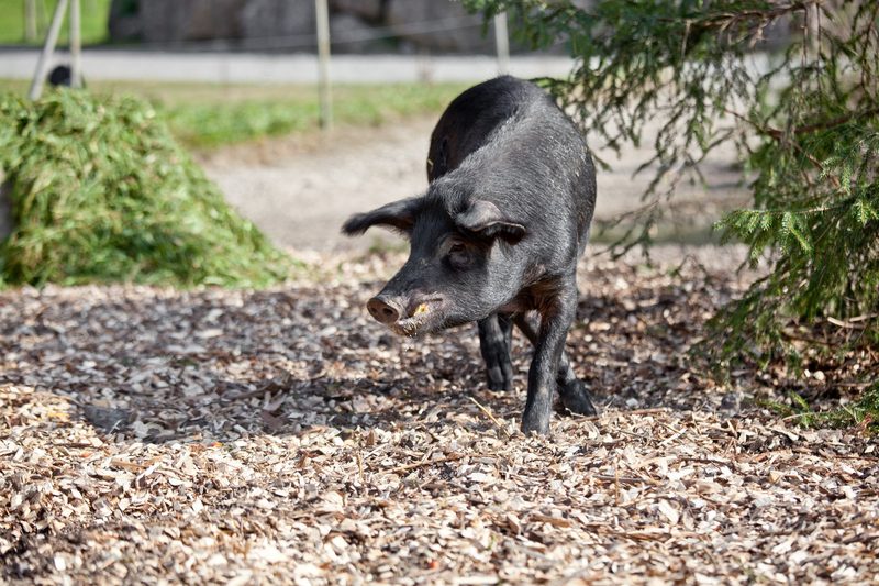 Das einst verloren geglaubte Schwarze Alpenschwein