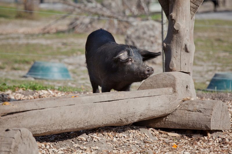 Das einst verloren geglaubte Schwarze Alpenschwein