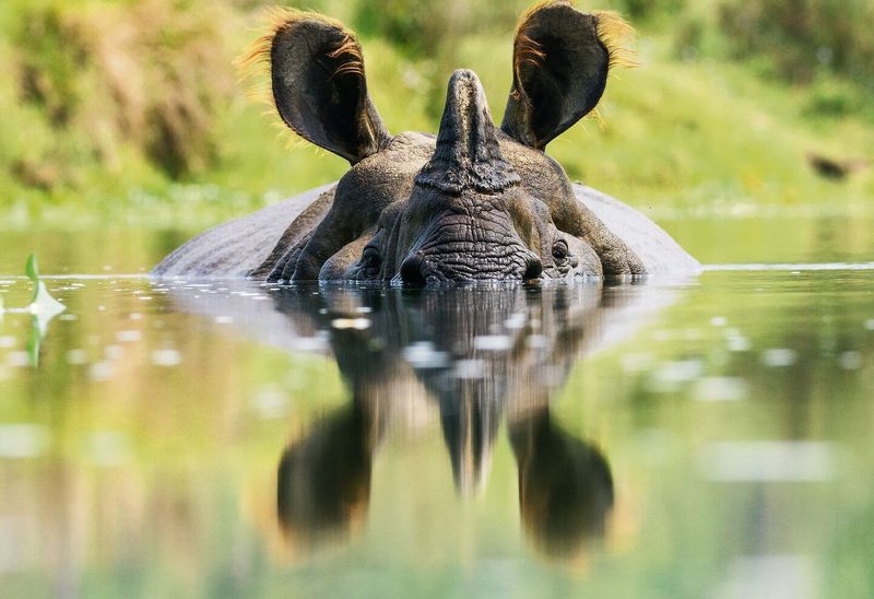 Das Bad schützt das Indische Panzernashorn vor Überhitzung.