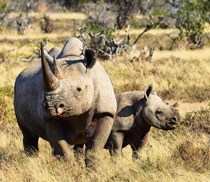 Ein Spitzmaulnashorn mit Jungem in der Savanne.