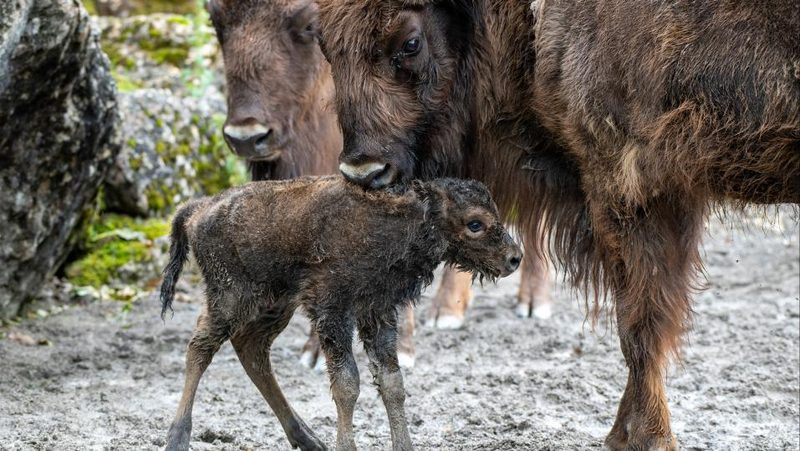 Junges Wisent im Tierpark Goldau