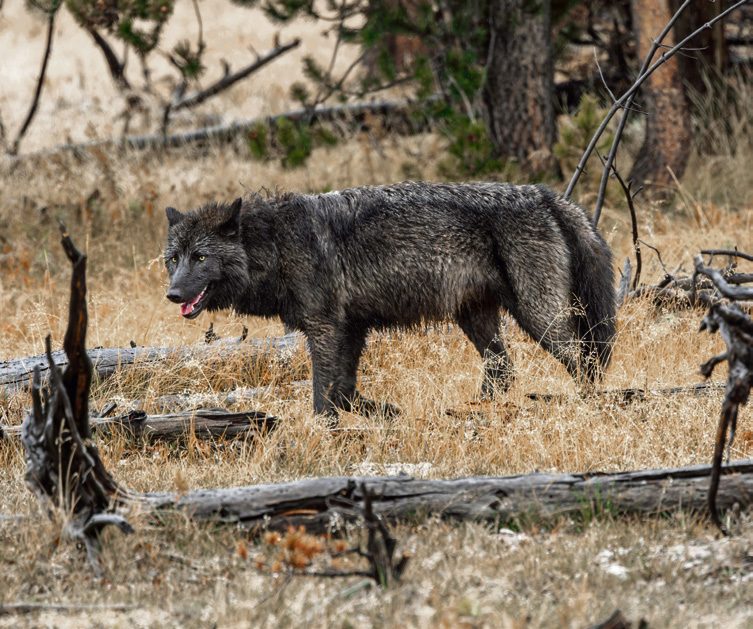 Wie Wölfe das Ökosystem von Yellowstone ins Gleichgewicht brachten