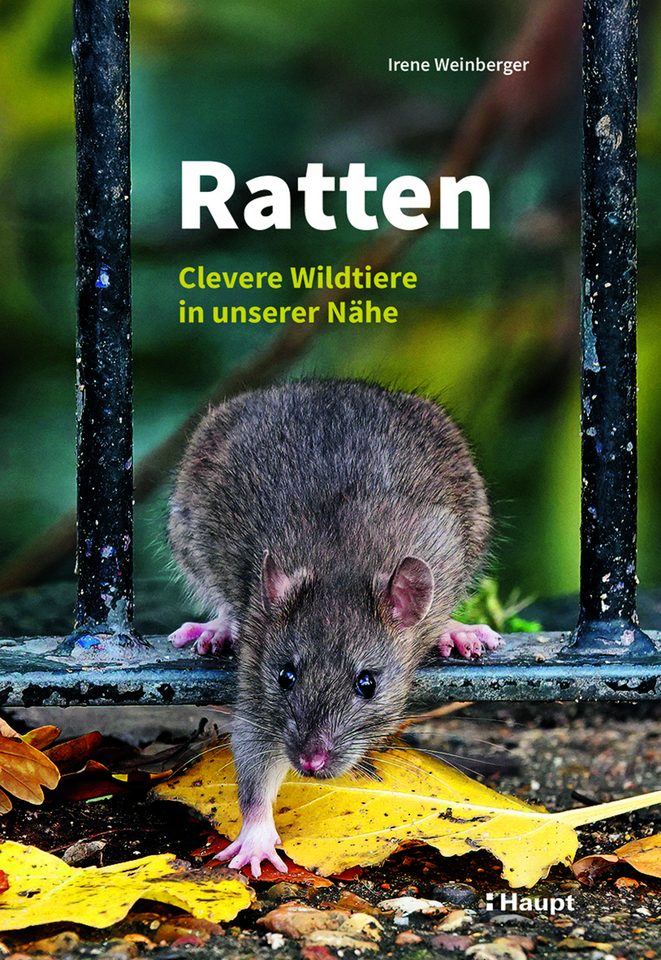«Bei Ratten ist nichts so, wie es scheint»