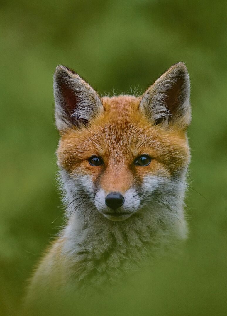 jungen Rotfuchs.