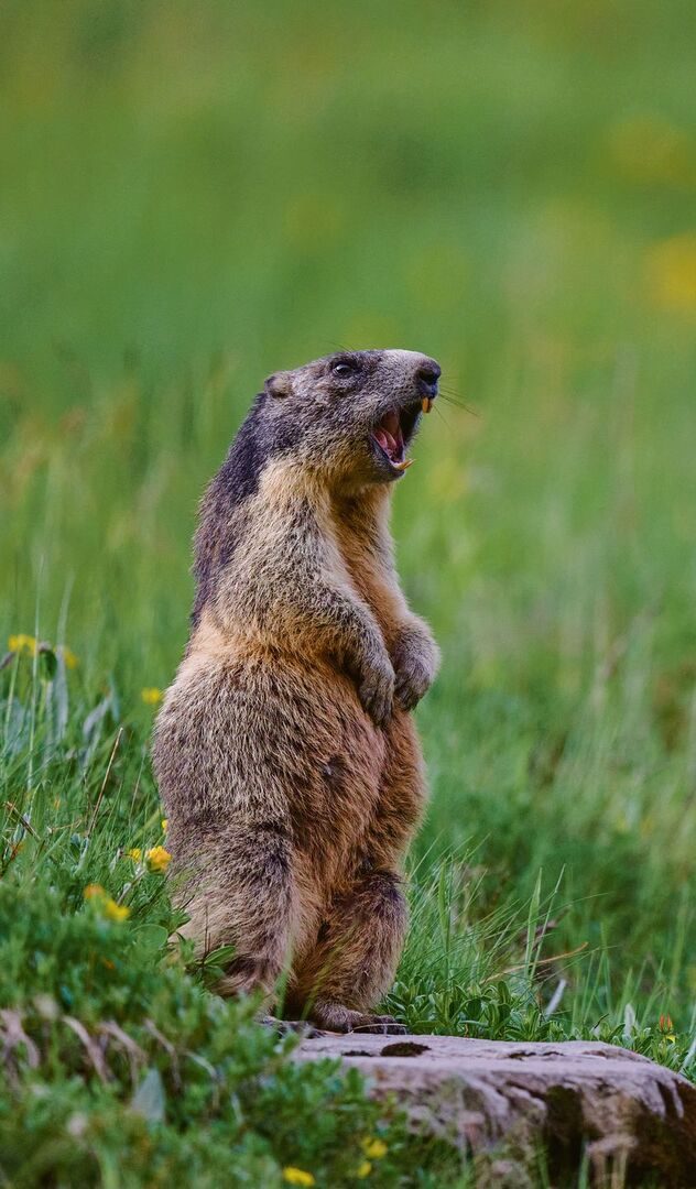 Murmeltiere hört man meist, bevor man sie sieht.