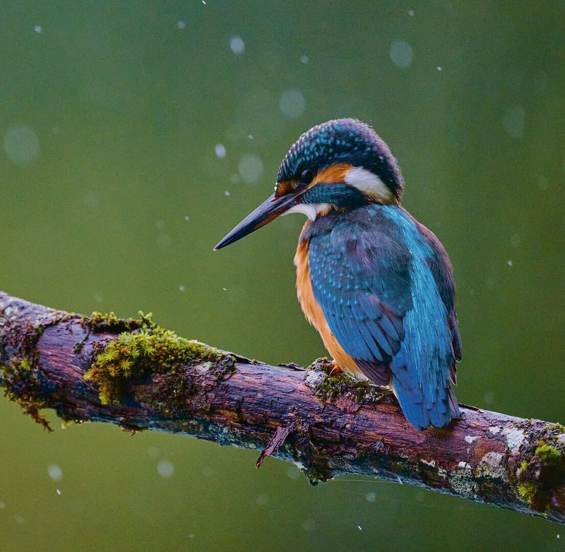 Der farbenprächtige Eisvogel ist ein beliebtes Fotomotiv.