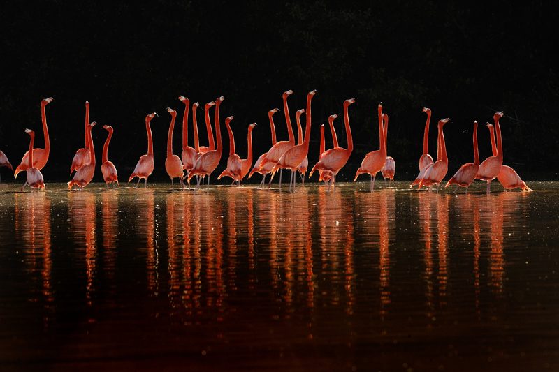 Gewinnen Sie 2 Tickets für die Multimediareportage von National Geographic Fotograf Klaus Nigge