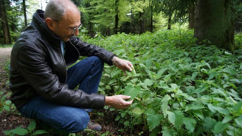 Erwin Jörg zeigt invasive Neophyten