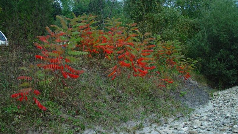 Essigbaum