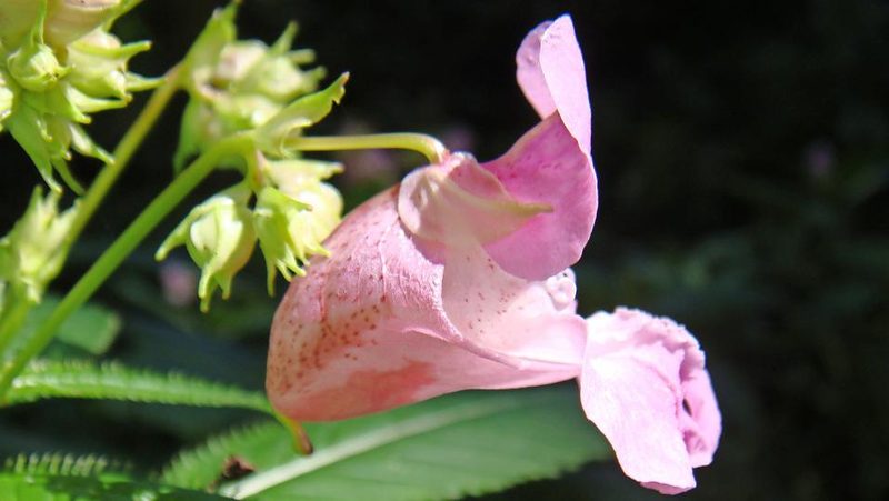 Drüsiges Springkraut