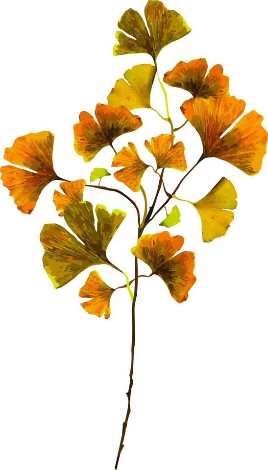 Ginko