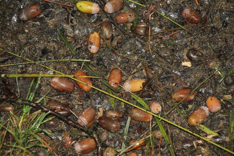 Die Eichen von Wildenstein im Baselland
