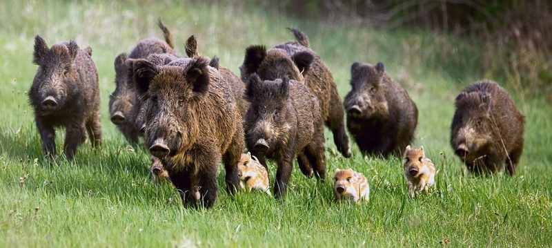 Wildschweine leben gesellig in engen Familienverbänden zusammen.